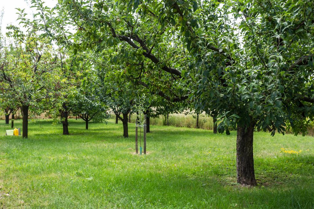 Figula Vendégház Balatonfüred Esterno foto